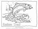 Trout Coloring Fish Rainbow Outline Pages Drawing Printable Color Water Animal Koi Kids Line Lake Clipart Wildlife Adult Goldfish Forelle sketch template