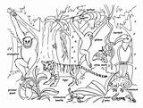 Coloring Animals Pages Rainforest Animal Printable Asian Jungle Kids Tropical Forest Asia Plants Habitat Clipart Printables Chameleon Rainforests Colouring Lego sketch template
