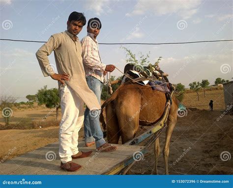 india rajasthan camel cart transportation culture camel riding editorial photo image