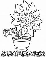 Coloring Sunflower Pot Pages Flowers Flower Sheet Simple Print Topcoloringpages Sheets Color sketch template