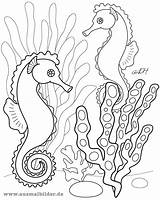 Carle Seepferdchen Ausmalen Fische Seahorse Malen Wassertiere Vorlagen Mister Pinnwand Regenbogenfisch sketch template