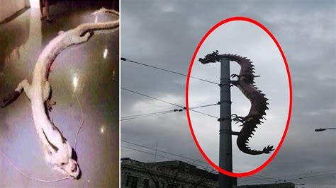 real dragon caught  camera  real life otosection
