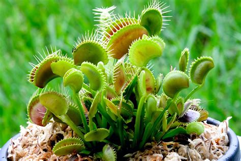 grow care   venus fly trap horticulturecouk