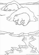 Bear Hibernating Coloring Getcolorings Pages Animals sketch template