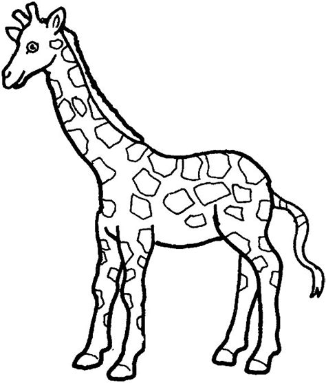 giraffe coloring pages coloringpagescom
