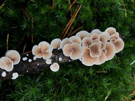 fungi   nutrients global garden