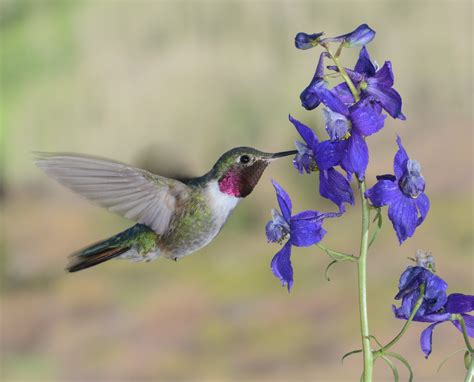 male broadtailed hummingbird visiting  larkspur flower shutterbug