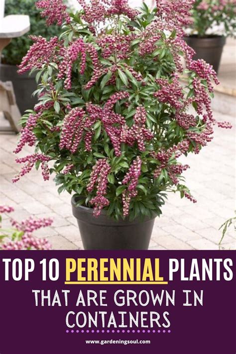top  perennial plants   grown  containers plants