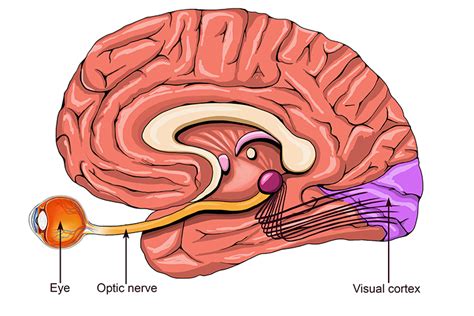 optic nerve carries visual information   brain