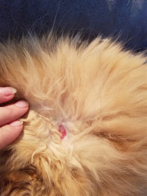 accidentally cut  cat skin    mat