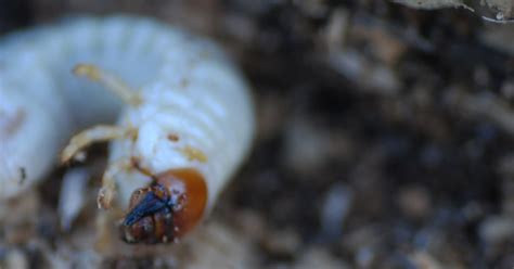 mobugs bess beetles