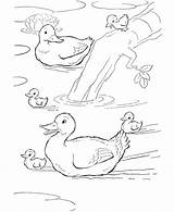 Coloring Pages Ducks Animal Farm Duck Pond Family Animals Printable Kids Print Swimming Clipart Sheet Activity Book Para Patos Gif sketch template