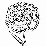 Carnation Coloring Flower Printable Pages Green Button Using Print sketch template
