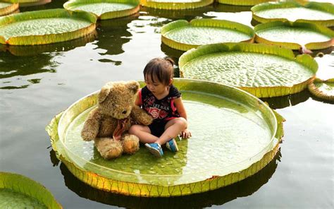 you can actually sit on giant lily pads in this taipei park travel