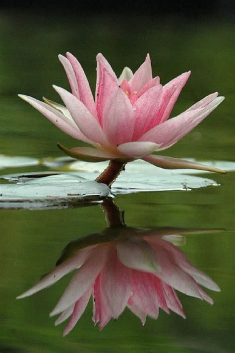 The Lotus Flower And Its Beautiful Story And Meaning