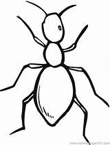 Ant Ants Coloring Drawing Printable Kids Insects Line Pages Cliparts Clipartmag Getdrawings Color Clipart Favorites Add sketch template