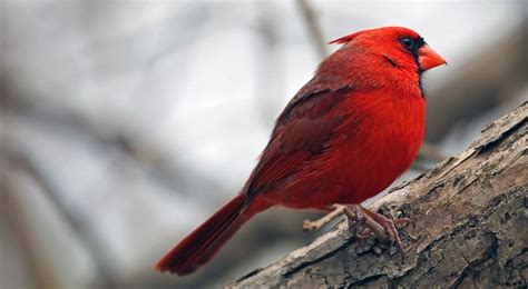 cardinal cardinal bird cardinals