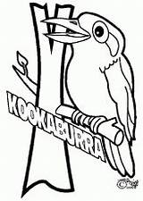 Kookaburra Search Coloringhome Presented Guides sketch template