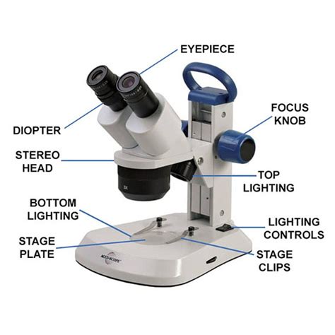 microscope parts labeled objective lens file parts   microscope english png wikimedia