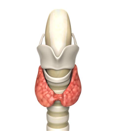 normal size  thyroid gland bodytomy