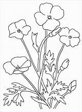 Flower Coquelicot Poppy Coloriages Páginas Colorier Abetterhowellnj sketch template
