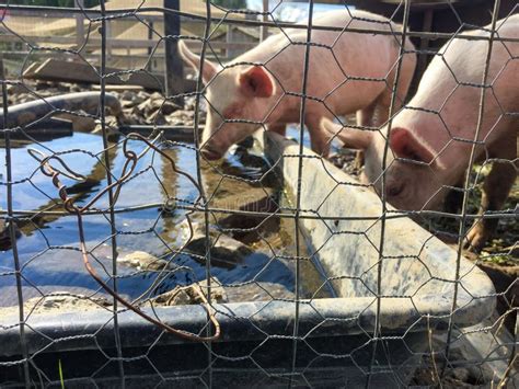 domestic pigs  iron cage  petting zoo   sunny summer day