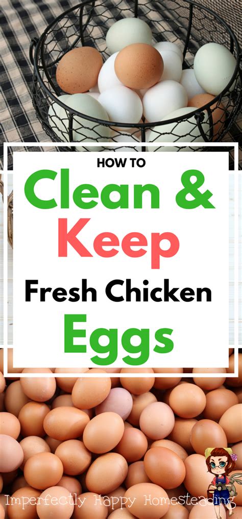 fresh eggs   clean  store   determine freshness