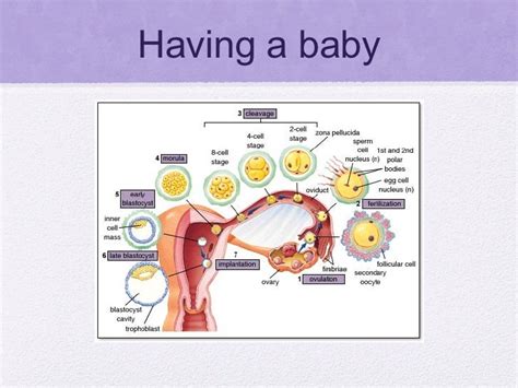 human reproduction