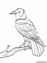 Raven Coloring Pages Drawing Outline Printable Book Animal Baltimore Ravens Bird Drawings Common Colouring Birds Line Site Books Getdrawings Templates sketch template