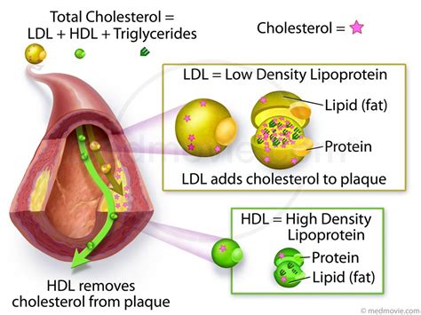 cholesterol ldl  hdl medmoviecom