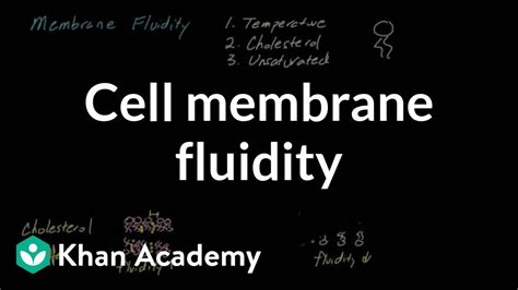 cell membrane fluidity cells mcat khan academy youtube
