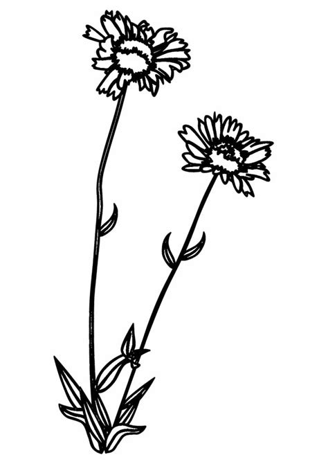 sunflower coloring pages  personalizable coloring pages