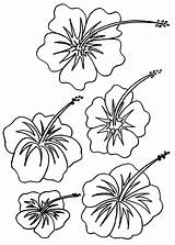 Hibiscus Coloring Bestcoloringpagesforkids Hawaiian Dibujos épinglé Marques Fleur sketch template