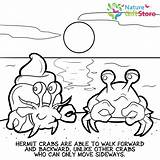 Hermit Crabs sketch template