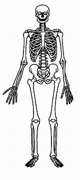 Skeleton Human Clipart Clip System Kids Cliparts Bones Muscular Skeletal Body Anatomy Drawing Diagram Skeletons Science Coloring Library Worksheets Grade sketch template