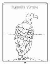 Vulture Griffon Designlooter Colouring sketch template