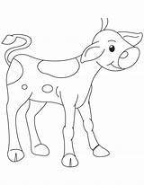 Calf Coloring Pages Template sketch template