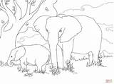 Coloring Pages Elephants African Bush Elephant Drawing Skip Main sketch template