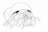 Crab Hermit Coloring Pages Printable Outline Coconut Drawing Shy Tattoo Color Kids Getdrawings Designlooter Tattooimages Biz Template Getcolorings Bestcoloringpagesforkids 34kb sketch template