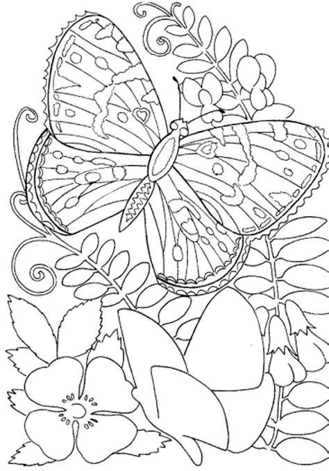 butterfly coloring pages  print  adults