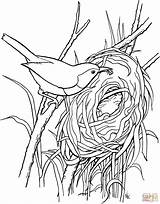 Nest Nid Imprimer Wren Oiseau Troglodytidae Supercoloring Oiseaux Autruche Oeufs Plein Detudo Coloriages sketch template