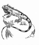 Iguana Coloring Pages Kleurplaat Colouring Para Iguanas Dibujos Drawing Imagen Drawings Adult Animal Collaboration Sketches Tattoo Color Printable Sheets Cool sketch template