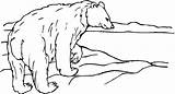 Bear Coloring Pages Glacier Polar sketch template