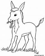 Ane Ferme Disegni âne Donkey Misti Animali Anes Colorier Coloriages Anon Anesse ânesse ânes Plaisir Colorare sketch template
