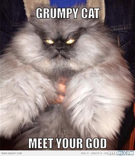 Grumpy Cat Meme Grumpy Cat Meme Generator Grumpy Cat