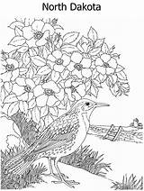 Coloring State Pages Bird Flower Ws Northdakota Geography Kidzone Both Usa sketch template
