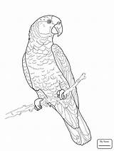 Parrot Flying Getdrawings Drawing sketch template