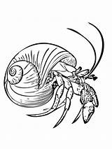 Crab Hermit Common Coloring Soldier Pages Supercoloring sketch template