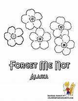 Coloring Flower Alaska Forget Pages State Flowers Drawings Printable Drawing Usa sketch template