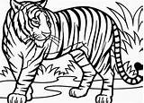Tiger Drawing Coloring Getdrawings sketch template